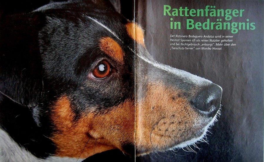 cover_bodeguero_artikel_der_hund